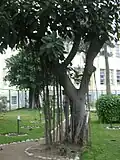 Rubber tree