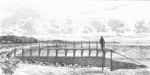 Eel trap in Denmark around 1900