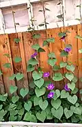 Ipomoea purpurea, Eastern Siberia