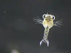 Larva