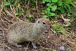 Brown squirrel