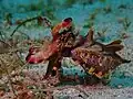 Apo Reef