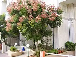 Cultivated tree