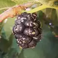 From Algeria Morus nigra