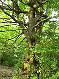 Persian ironwood is native to Northern Iran, but is widely planted elsewhere for aesthetic purposes