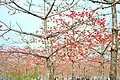 Inside view of Shimul Garden Tree