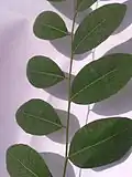 foliage
