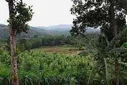 Kollimalai