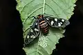 female with eggs