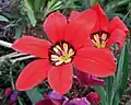 Sparaxis tricolor flowers (2017)