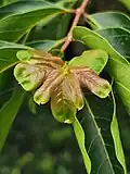 Color of young leaves