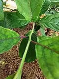 The red violet petioles and main veins of young leaves.