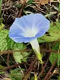 Growing in the wild
