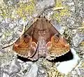 Ommatophorini: Ommatophora luminosa