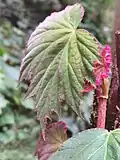 Young tomentose leaf