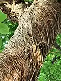 Tree trunk and aerial roots.