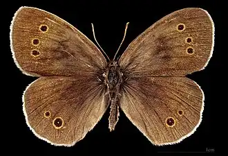 ♂