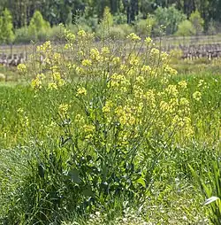 Growth habit