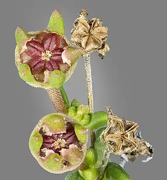 Fruit