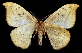 ♂ △