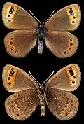 Erebia triarius ♂