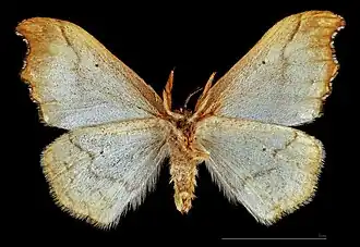 ♂ △