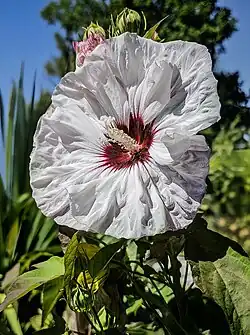 White flower