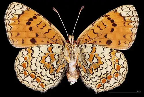 ♀ On the upper side, there is a discal band and a row of well separated round spots. The post discal band is very lightly marked in the male. The hind wing post discal row lacks black spots. The upper sides ground color is very uniform.[1]
