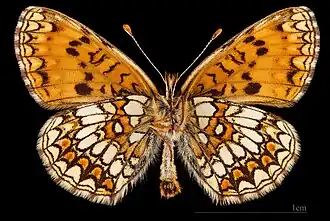 ♂ △