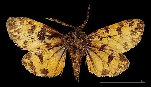 ♂ △