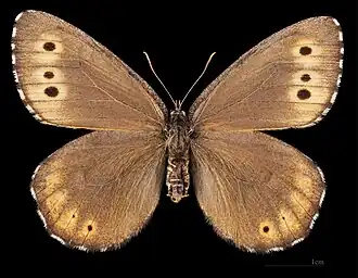 Oeneis jutta jutta ♂
