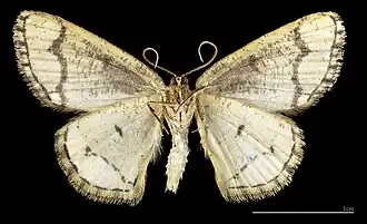 ♂ △