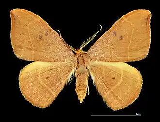 ♂