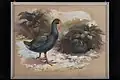 Untitled painting of two takahē (1896)