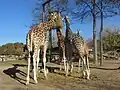 Giraffes