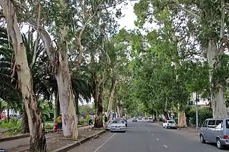 Avenue in Gagra