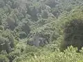 Bainam Forest