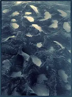 Path (1983)