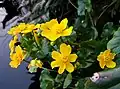 Marsh marigold.