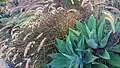 'Boutin Blue' in display bed at SD Botanic Garden.