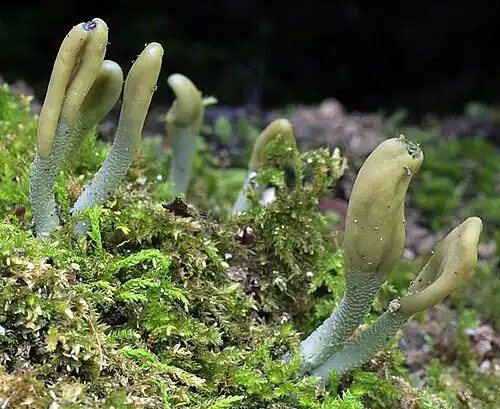 Microglossum viride