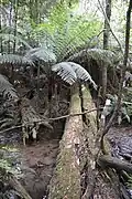 Yea River near Little Red Toolangi Treehouse protest in Toolangi State Forest