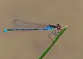 Erythromma najas