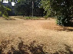 East Park, Southampton on 25 July. The foliage of the park has significantly browned with dehydration.