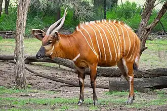 Bongo