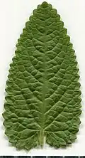 Leaf adaxial side.