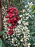 Flowers and fruit