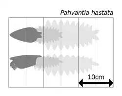Size estimation