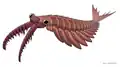 Anomalocaris is a member of the anomalocarididae family, which at one point included all radiodonts, but now only includes a few genera such as Lenisicaris.