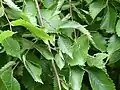 Nettle-like leaves of an U. laevis, Rittergut Eckerde I Park, Lower Saxony (2024)